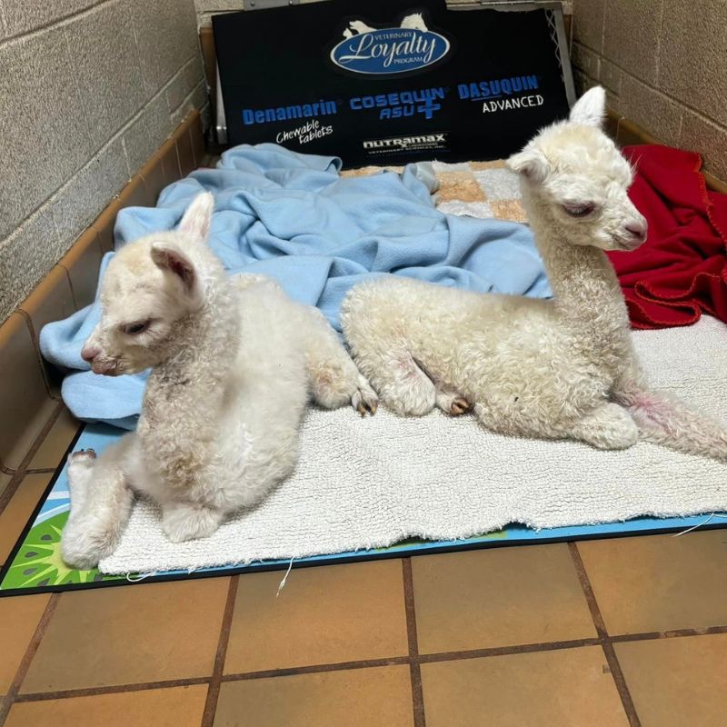 Twin pets Veterinary Care